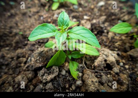 Un primo piano della pianta di basilico che emerge dal suolo chiamato anche foglie di pianta di Tulsi. Nuovi fiori e semi emergenti questa pianta è considerata Santa in H Foto Stock