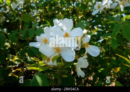 Fiori bianchi della pianta Rosa filipes. Regione himalayana di Uttarakhand, India Foto Stock