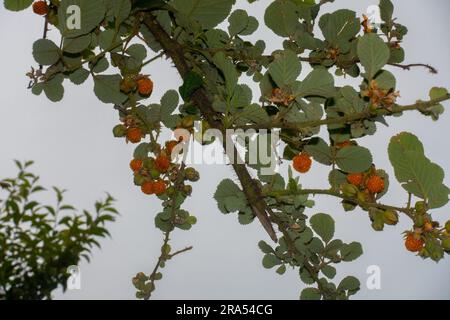 Rubus ellipticus, comunemente noto come lampone himalayano dorato, o lampone giallo himalayano. Uttarakhand India. Foto Stock