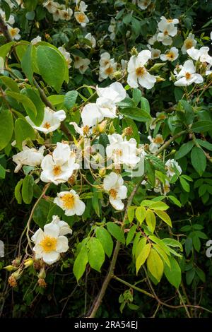 Fiori bianchi della pianta Rosa filipes. Regione himalayana di Uttarakhand, India Foto Stock