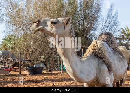 Cammello con Brand Foto Stock