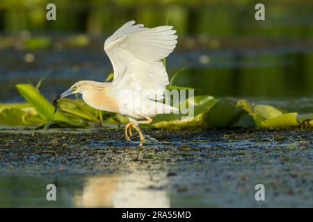 L'airone dello squacco (Ardeola ralloides) si muove tra la vegetazione con le ali sollevate mentre cattura un nuovo nel complesso di lagune del delta del Danubio Foto Stock
