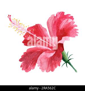 Fiore di ibisco rosa brillante. fiori tropicali. Illustrazione ad acquerello su sfondo bianco. Disegno per la progettazione di souvenir, cartoline, poster Foto Stock