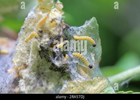 Nido di giovani colonnine di Yponomeuta o precedentemente Hyponomeuta malinellus l'ermine di mele su una foglia di mela in primavera. Foto Stock