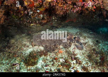 Il wobbegong tassellato è sul fondo durante l'immersione. Eucrossorhinus dasypogon a Raja Ampat. Grande squalo nascosto tra i coralli. Wobbegong indonesiano Foto Stock