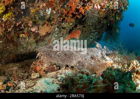 Il wobbegong tassellato è sul fondo durante l'immersione. Eucrossorhinus dasypogon a Raja Ampat. Grande squalo nascosto tra i coralli. Wobbegong indonesiano Foto Stock