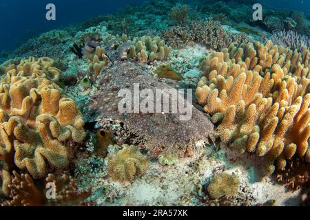 Il wobbegong tassellato è sul fondo durante l'immersione. Eucrossorhinus dasypogon a Raja Ampat. Grande squalo nascosto tra i coralli. Wobbegong indonesiano Foto Stock