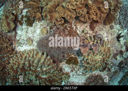 Il wobbegong tassellato è sul fondo durante l'immersione. Eucrossorhinus dasypogon a Raja Ampat. Grande squalo nascosto tra i coralli. Wobbegong indonesiano Foto Stock