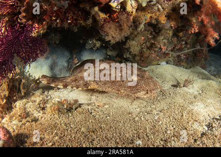 Il wobbegong tassellato è sul fondo durante l'immersione. Eucrossorhinus dasypogon a Raja Ampat. Grande squalo nascosto tra i coralli. Wobbegong indonesiano Foto Stock