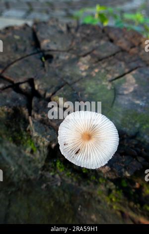Funghi pieghettati che emergono da un ceppo di legno umido e umido. La parabola plicatilis è un piccolo fungo saprotrofico con un tappo a plicate. India Foto Stock