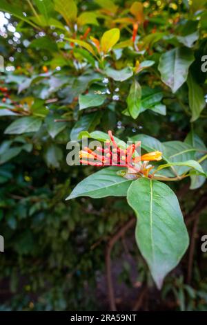 Hamelia patens piccolo albero con fiori d'arancio. Uttarakhand India. Foto Stock