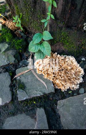 Sparassis (noto anche come fungo cavolfiore) che emerge su una base di un ceppo di legno di un albero. India Foto Stock