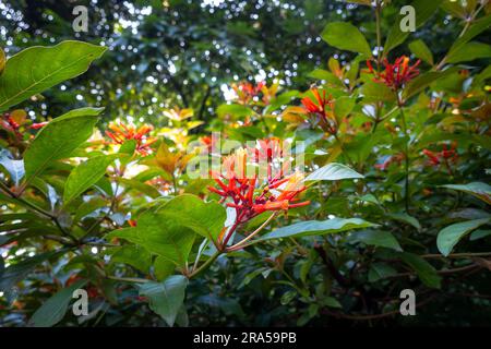 Hamelia patens piccolo albero con fiori d'arancio. Uttarakhand India. Foto Stock