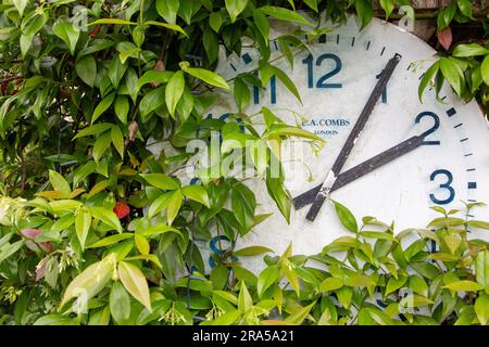 Un semplice orologio montato in un giardino con vegetazione che cresce sopra e intorno ad esso Foto Stock