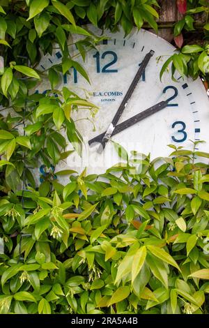 Un semplice orologio montato in un giardino con vegetazione che cresce sopra e intorno ad esso Foto Stock