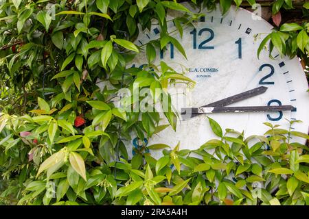 Un semplice orologio montato in un giardino con vegetazione che cresce sopra e intorno ad esso Foto Stock