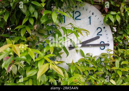 Un semplice orologio montato in un giardino con vegetazione che cresce sopra e intorno ad esso Foto Stock