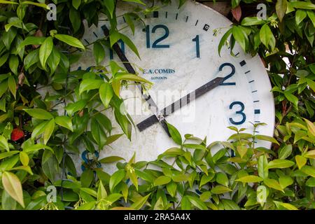 Un semplice orologio montato in un giardino con vegetazione che cresce sopra e intorno ad esso Foto Stock