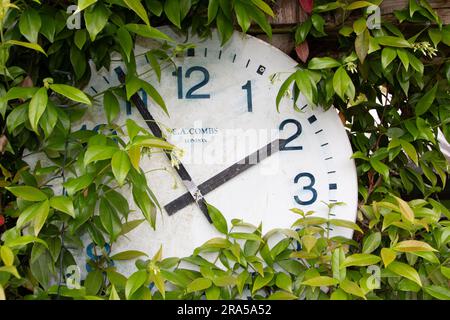 Un semplice orologio montato in un giardino con vegetazione che cresce sopra e intorno ad esso Foto Stock