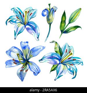 Set di fiori DISEGNATI A MANO. Gigli blu bianchi a forma di peonia reale, rami con fiori e foglie, gemme. Fiori su sfondo bianco. Foto Stock