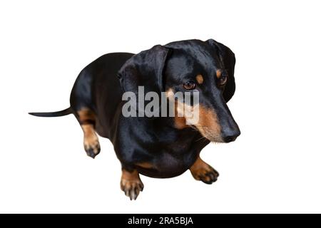 Cane, il dachshund nero si trova su uno sfondo bianco Foto Stock