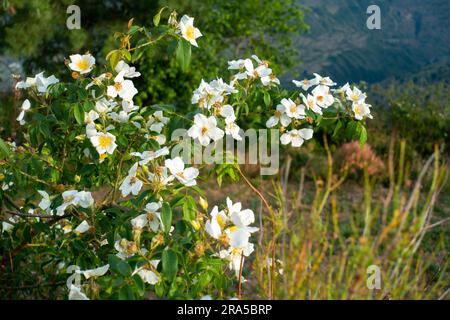 Fiori bianchi della pianta Rosa filipes. Regione himalayana di Uttarakhand, India Foto Stock