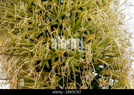 Primo piano del fiore giallo cremoso di agave attenuata, agave a coda di volpe, appena oltre il suo meglio. I semi cominciano a formarsi. Giardino australiano in inverno. Foto Stock