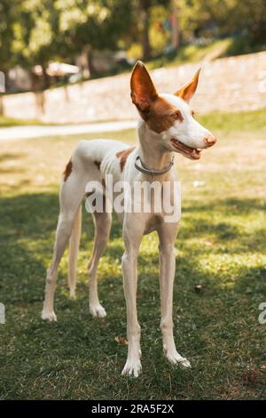 Un cane ibicencan bianco e marrone in piedi nel parco all'aperto in una giornata di sole Foto Stock