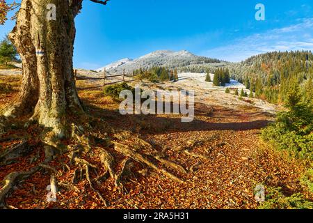 Antico faggeto sulla valle di montagna. Prima neve sulla foresta. Splendida vista mattutina di Carpazi, Ucraina, Europa. Bellezza della natura concetto backg Foto Stock