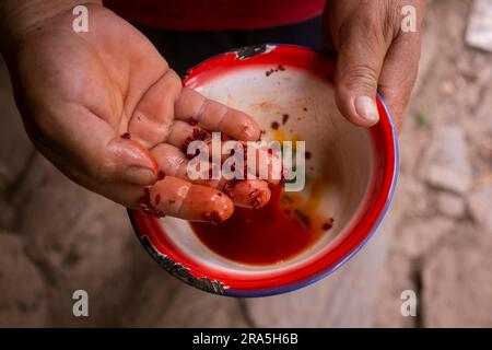 L'annatto, annatto o onoto, è un pigmento naturale giallastro-rosso, che viene estratto dai semi di Bixa orellana, un arbusto originario dell'America tropicale. Foto Stock