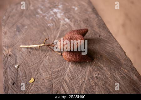 L'annatto, annatto o onoto, è un pigmento naturale giallastro-rosso, che viene estratto dai semi di Bixa orellana, un arbusto originario dell'America tropicale. Foto Stock