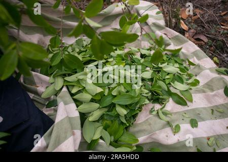 Piantagione biologica di piante di coca nella giungla peruviana. Coltivatore che raccoglie foglie di coca. Foto Stock