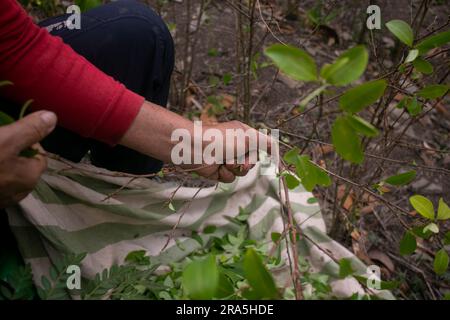 Piantagione biologica di piante di coca nella giungla peruviana. Coltivatore che raccoglie foglie di coca. Foto Stock