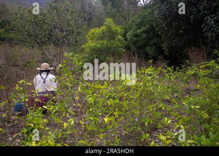 Piantagione biologica di piante di coca nella giungla peruviana. Coltivatore che raccoglie foglie di coca. Foto Stock