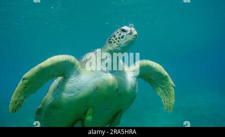 Primo piano della grande tartaruga del Mar Verde (Chelonia mydas) con pesci Remora sotto il guscio galleggia lentamente, Mar Rosso, Safaga, Egitto Foto Stock