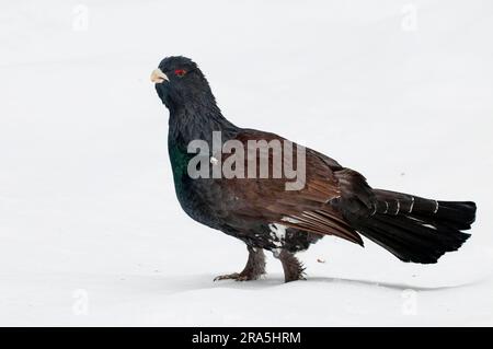 Capercaillie occidentale (Tetrao urogallus), maschio, Parco nazionale della foresta bavarese, Baviera, Germania Foto Stock