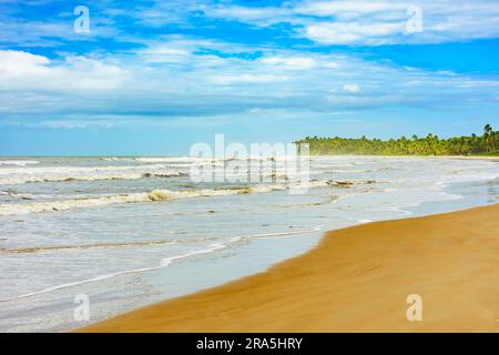 Spiaggia di Sargi con palme da cocco vicino al mare e alla sabbia a Serra grande, sulla costa di Bahia Foto Stock