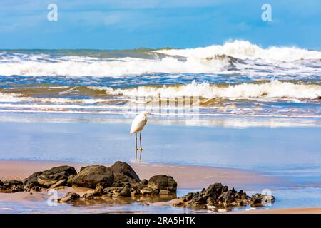 Egret bianca arroccata sulla sabbia della spiaggia con le onde sullo sfondo a Serra grande, sulla costa di Bahia, Brasile Foto Stock