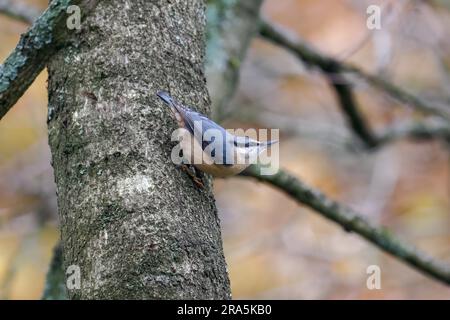 Picchio muratore arroccato su albero vicino a stramazzo serbatoio di legno Foto Stock