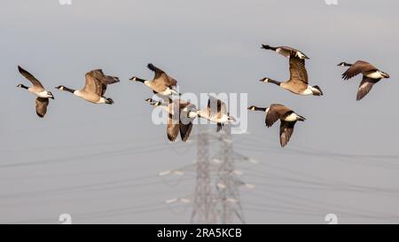 Graylag oche (Anser anser) volare sopra le paludi in Essex Foto Stock