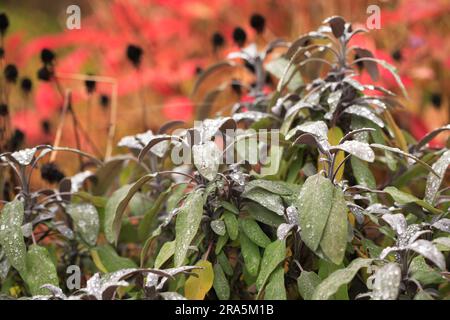 (Salvia officinalis) "Purpurascens Foto Stock