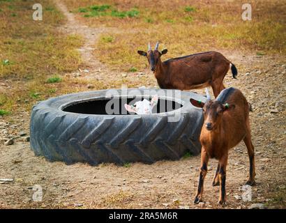 Flock in ovile, allevamento di bestiame penna di campagna. Marrone capra lanosa con agnelli in piedi nel riparo e sbirciare attraverso recinzione di legno, animali ar Foto Stock