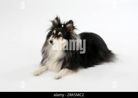 Sheltie, 10 anni, Shetland Sheepdog Foto Stock