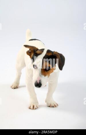Jack Russell Terrier, insicuro, insicurezza Foto Stock
