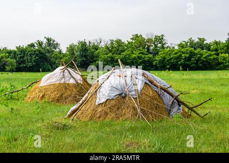 Fotografia a tema Big dry haystack in erba campo fattoria, foto che consiste di grande asciutto haystack a falò erba campo su sfondo cielo, asciutto haystack Foto Stock