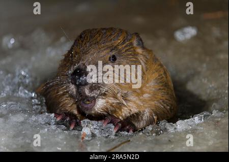 Castore europeo (fibra di Castor), a Eisloch, Rosenheim, Baviera, Germania Foto Stock