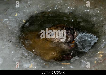 Castore europeo (fibra di Castor), a Eisloch, Rosenheim, Baviera, Germania Foto Stock