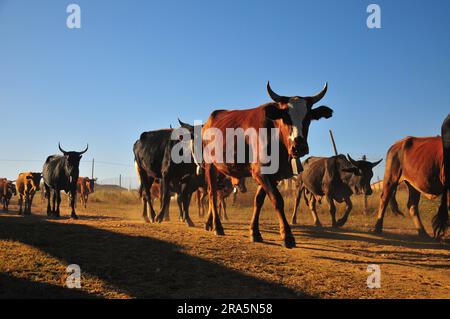 Fetta di vita nei villaggi rurali di GA-Chuene e GA-Maja a Limpopo, Sudafrica Foto Stock