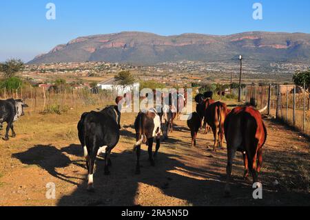 Fetta di vita nei villaggi rurali di GA-Chuene e GA-Maja a Limpopo, Sudafrica Foto Stock