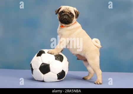 Pug, cucciolo, 10 settimane con il calcio, staccabile Foto Stock